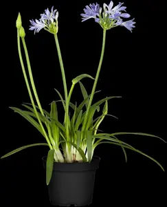 Agapanthus hybr. 'Charlotte'® P9 - afbeelding 3