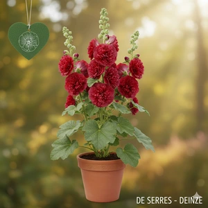 Alcea rosea 'Chater´s Double Red' P10.5