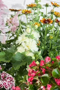Alcea rosea 'Chater's Double White' P9