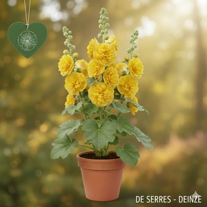 Alcea rosea 'Chater´s Double Yellow' P10.5