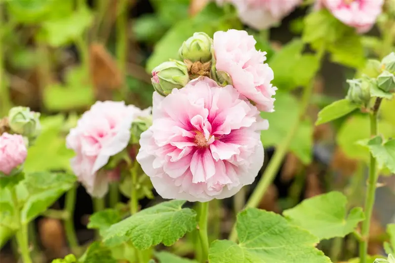 Chater´s Rose - afbeelding 1