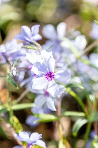 phlox divar. 'chattahoochee' P9 - afbeelding 3