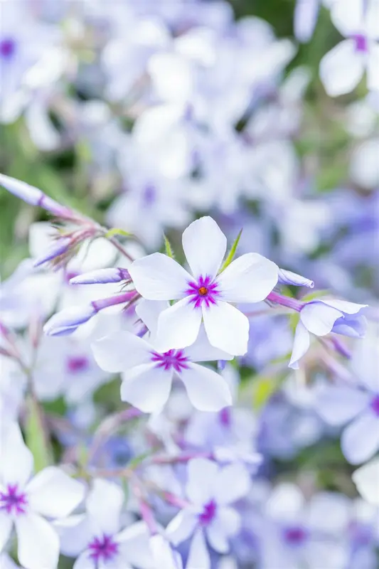 phlox divar. 'chattahoochee' P9 - afbeelding 5