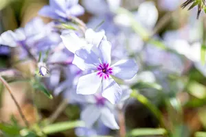 phlox divar. 'chattahoochee' P9 - afbeelding 2