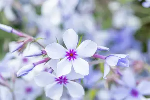 phlox divar. 'chattahoochee' P9 - afbeelding 4