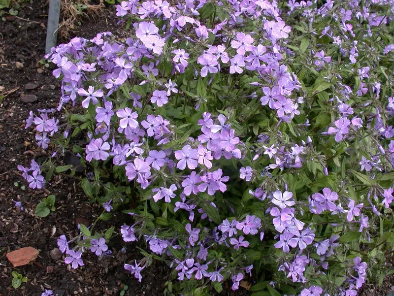 phlox divar. 'chattahoochee' P9 - afbeelding 1