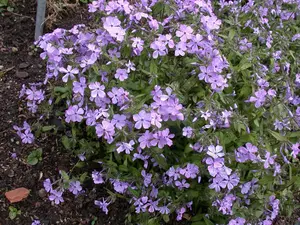 phlox divar. 'chattahoochee' P9 - afbeelding 5