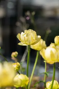 trollius hybr. 'cheddar' P9 - afbeelding 2