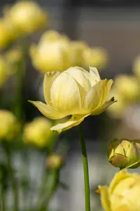 trollius hybr. 'cheddar' P9 - afbeelding 2