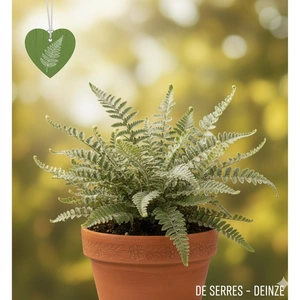 Cheilanthes lanosa P9