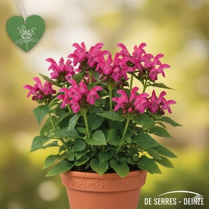 Chelone lyonii 'Hot Lips' P9