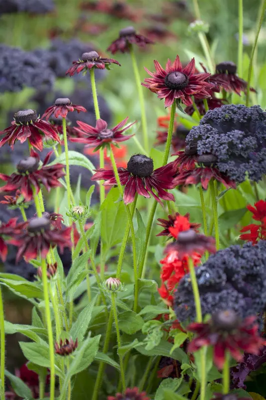 rudbeckia hirta 'cherry brandy' P9 - afbeelding 2