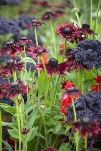 rudbeckia hirta 'cherry brandy' P9 - afbeelding 2