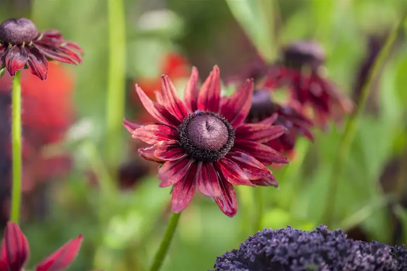 rudbeckia hirta 'cherry brandy' P9 - afbeelding 1