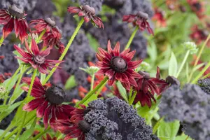 rudbeckia hirta 'cherry brandy' P9 - afbeelding 3
