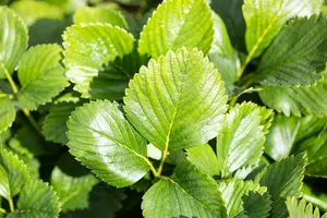fragaria chiloensis 'chaval' P9