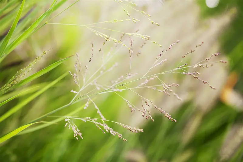 panicum virg. 'cheyenne sky' P9
