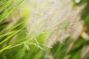 panicum virg. 'cheyenne sky' P9