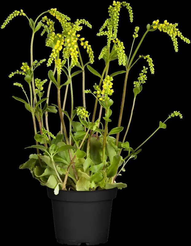 oppositifolium - afbeelding 6