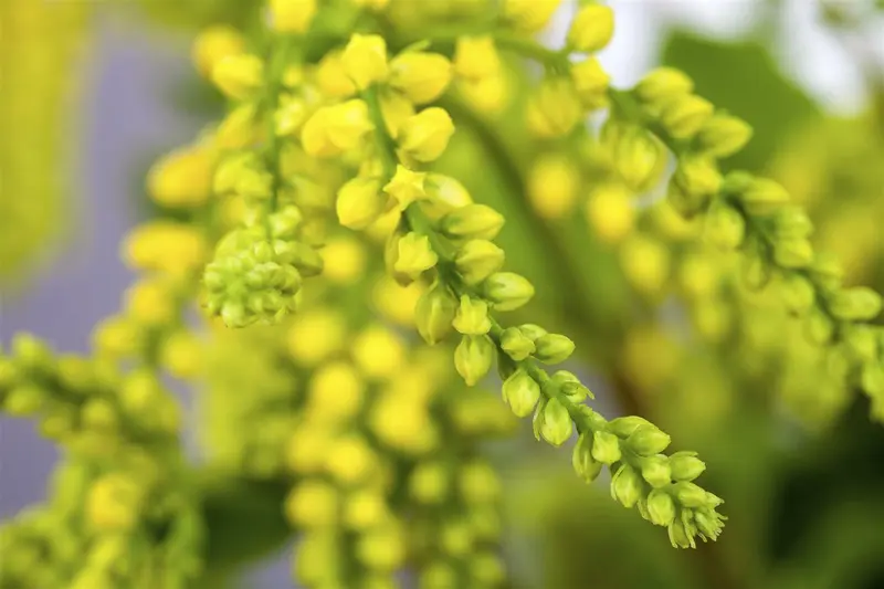 oppositifolium - afbeelding 4