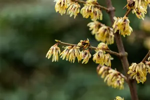 chimonanthus praecox (fragrans) (125-150 cm) - afbeelding 5