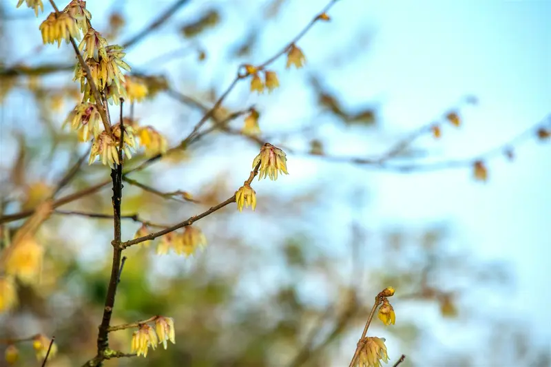 chimonanthus praecox (fragrans) (125-150 cm) - afbeelding 2