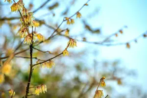 chimonanthus praecox (fragrans) (125-150 cm) - afbeelding 2