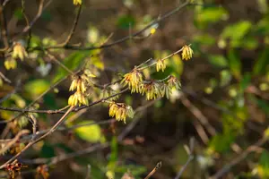 chimonanthus praecox (fragrans) (125-150 cm) - afbeelding 3