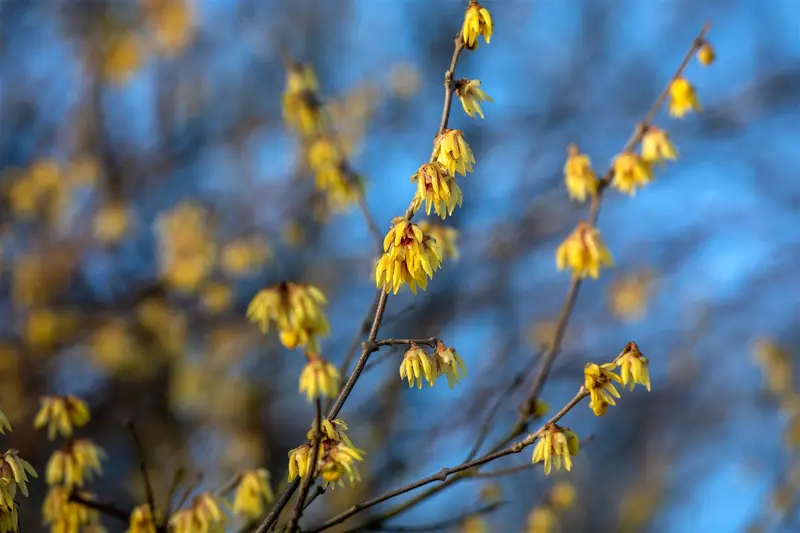 chimonanthus praecox (fragrans) (125-150 cm) - afbeelding 4