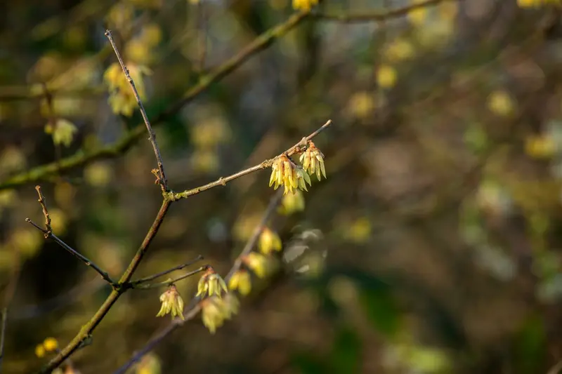 chimonanthus praecox (fragrans) (125-150 cm) - afbeelding 5