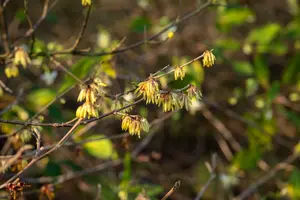 Chimonanthus praecox (fragrans) 250-300   C230 - afbeelding 3