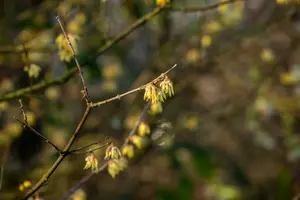 Chimonanthus praecox (fragrans) 250-300   C230 - afbeelding 5