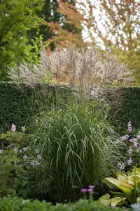 miscanthus sin. 'china' P9 - afbeelding 5