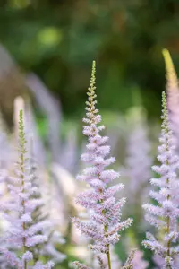 chinensis var. pumila - afbeelding 2