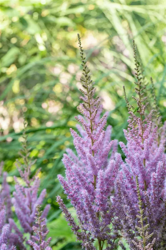 chinensis var. pumila - afbeelding 5