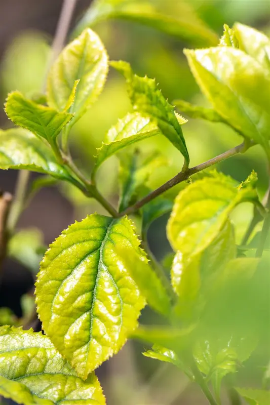 chionanthus retusus (200-250 cm) - afbeelding 2