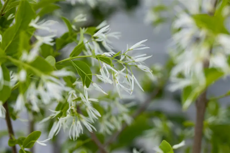 chionanthus retusus (200-250 cm) - afbeelding 1