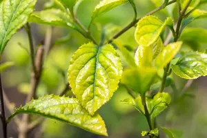 chionanthus retusus (200-250 cm) - afbeelding 3