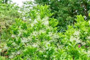 Chionanthus retusus 250-300   C50 - afbeelding 3
