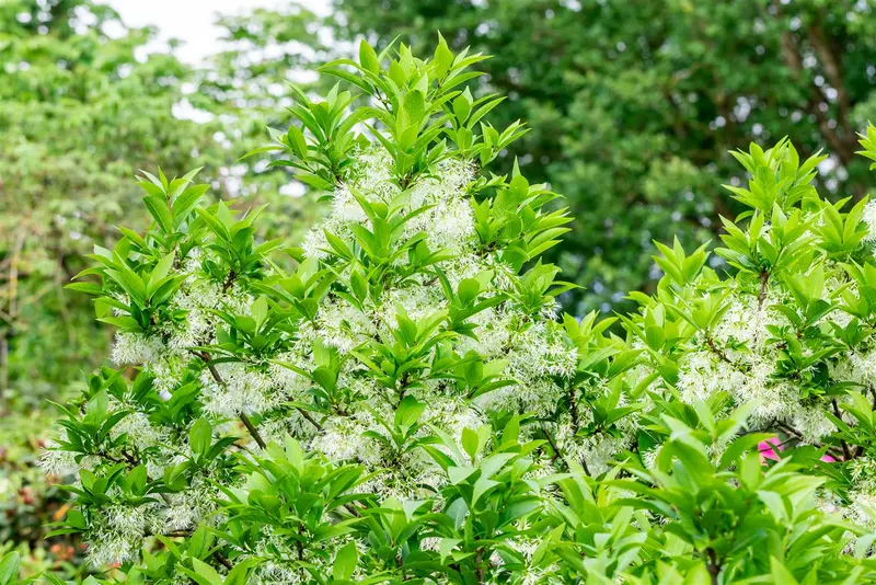 Chionanthus retusus 400-450   C110 MRST - afbeelding 3