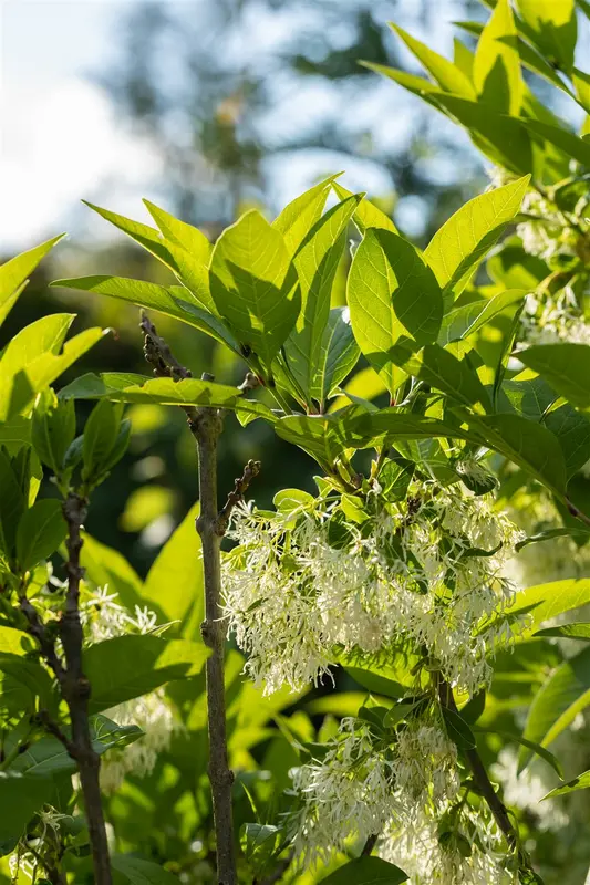 chionanthus virginicus (30- 50cm) - afbeelding 5