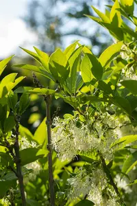 chionanthus virginicus (30- 50cm) - afbeelding 5