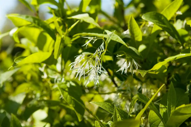 chionanthus virginicus (30- 50cm) - afbeelding 1