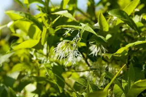chionanthus virginicus (30- 50cm) - afbeelding 1