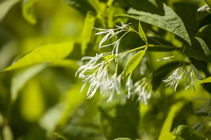 chionanthus virginicus (30- 50cm) - afbeelding 2