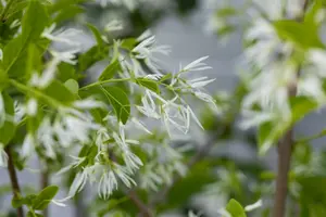 chionanthus virginicus (30- 50cm) - afbeelding 3