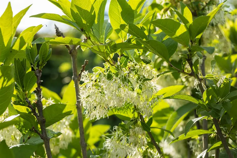 chionanthus virginicus (30- 50cm) - afbeelding 4
