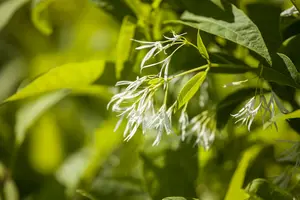Chionanthus virginicus 80-100   C10 - afbeelding 2