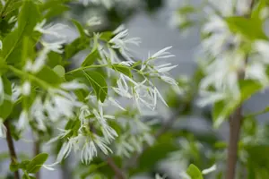 Chionanthus virginicus 80-100   C10 - afbeelding 3