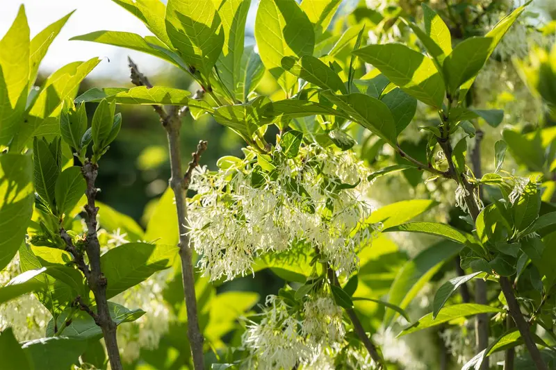 Chionanthus virginicus 80-100   C10 - afbeelding 4